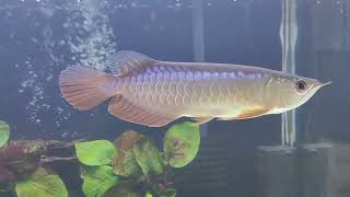 4 Month Updates 18cm Young Blue Base Crossback Arowana Fish [upl. by Vitus]