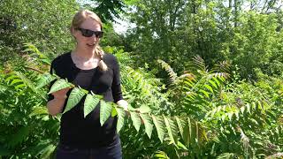 Treeofheaven Ailanthus altissima A listed invasive plant in Wisconsin [upl. by Attikram]