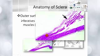 ElbrombolyBasic ophthalmology IC Scleral Anatomy [upl. by Adnwahs]