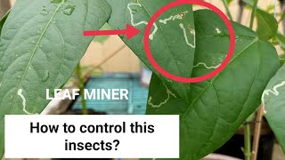 How to Control LEAF MINER in SITAW Pest and Diseases Attacks V93 AGader FarmLand [upl. by Redliw]