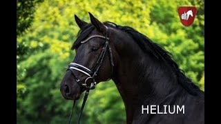 Trakehner Hengst HELIUM [upl. by Shoshana]