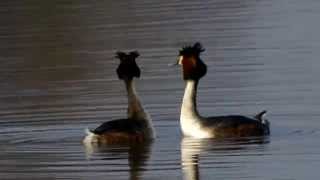 5Minuten Natur Haubentaucher Balz am Zachariassee [upl. by Kiersten]