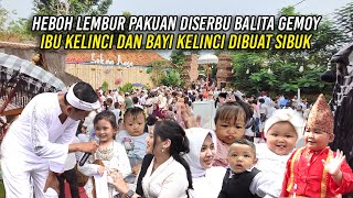 HEBOH LEMBUR PAKUAN DISERBU BAL1TA GEMOY  IBU KELINCI DAN BAYI KELINCI DIBUAT SIBUK [upl. by Yarvis133]