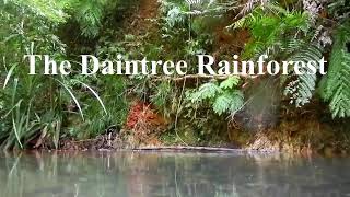 Daintree Rainforest Stream Fish Relaxing Piano Music [upl. by Mcdowell]