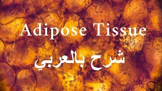 Histology  Adipose Tissue  شرح عربي [upl. by Siulegroj]