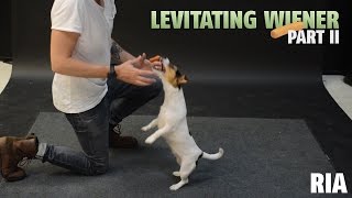 How Dogs React to Levitating Wiener Part 2 [upl. by Atiuqaj48]