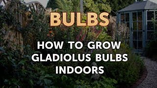 How to Grow Gladiolus Bulbs Indoors [upl. by Nancy]