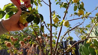 Growing Harvesting And Processing Quince Fruit  A Delicious Nutritional Powerhouse [upl. by Britni]