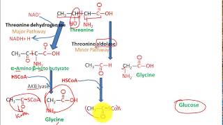 Catabolism Of threonine to pyruvate and succinate to glucose fasting state metabolism 3 [upl. by Yttocs]