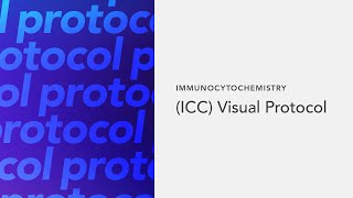 Immunocytochemistry ICC Visual Protocol [upl. by Ariem]