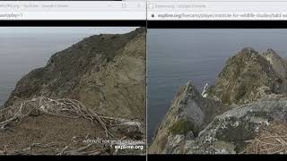 Two Harbors and West End Eagle Cams [upl. by Chui]