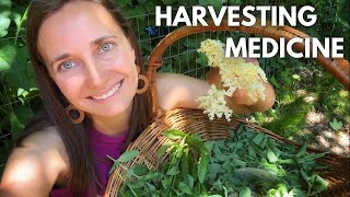 Harvest Medicinal Herbs With Me [upl. by Fonsie260]