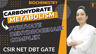 Pyruvate Dehydrogenase Complex  Pyruvate Oxidation CSIR NET  Carbohydrate Metabolism Biochemistry [upl. by Annia]