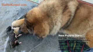 Caucasian Shepherds Newborn Puppies  Day One [upl. by Freddy368]