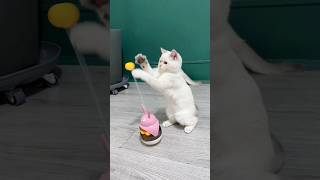 Cat dancingvideo shortsvodeo [upl. by Rhee]