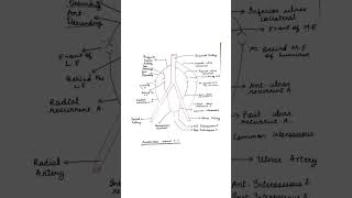 Anastomoses around elbow joint anatomy medicalnotes bhms anatomynotes bhmsexams [upl. by Aceissej]