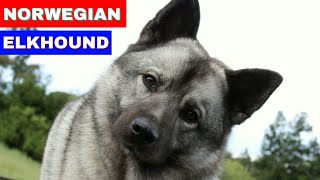 Norwegian Elkhound  Everything You Wanted To Know About Norwegian Elkhound [upl. by Nevet]