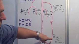 Collateral amp Recurrent arteries of the Arm [upl. by Yatnoj]