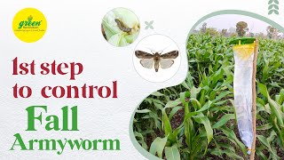 FALL ARMYWORM  FAW  How to Control Spodoptera frugiperda by Pheromone Trap amp Pheromone Lure [upl. by Ennagroeg]