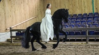 Lord Ans – Friesian Stallion – Repetition [upl. by Eedak420]