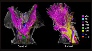 Mapping Consciousness The Brain Cells That Keep Us Awake [upl. by Gwendolin]