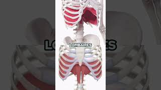 Découvrez la Complexité de la Cage Thoracique et de la respiration [upl. by Irrep]