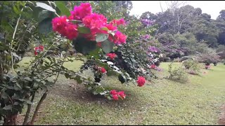 Peradeniya Botanical garden in Sri Lanka [upl. by Eusadnilem]