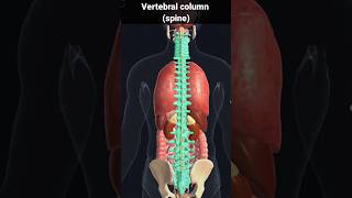 spine vertebral column  vertebral column and spinal cord foryou shorts [upl. by Audrit]