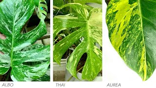 The Differences in Monstera Variegata  Albo Thai Constellation Aurea [upl. by Florian914]