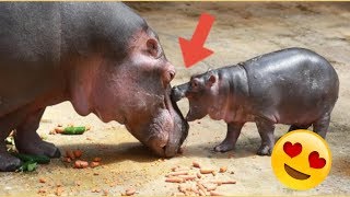 Hippo Baby im Kölner Zoo  WILLKOMMEN NILS [upl. by Eissej]