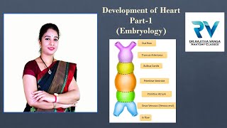 Development of Heart Part1 Embryology by Dr Rajitha Vanga [upl. by Hauge]