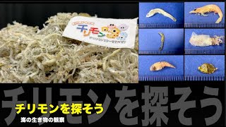 チリモンを探そう【海の生き物の観察】 [upl. by Eeloj]