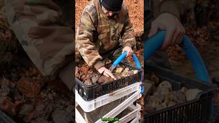 Real Gold Found Modular System Back in Action GoldPanning [upl. by Adyela]