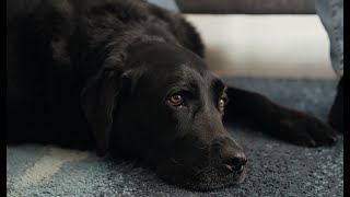 Die Heilung von Labrador Rüde Balou in der Akademie für Hundegesundheit  ein Erfahrungsbericht [upl. by Lletniuq]