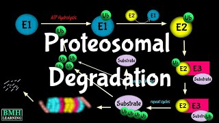 Proteosomal Degradation  Ubiquitination  UbiquitinProteosome System  Ubiquitin [upl. by Akit]