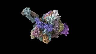 ChimeraX rotation animation example cryoEM [upl. by Yhtomit]