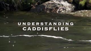 Understanding Caddisflies with Tom Rosenbauer [upl. by Aihsenet]