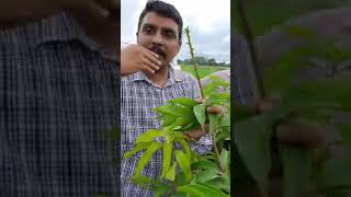 Softwood Grafting in a mango plant softwood grafting farming [upl. by Anyel]