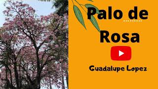 Arbol palo de rosa en Hidalgo [upl. by Edualcnaej]