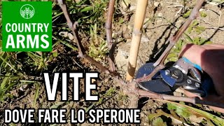 Potare la vite la costruzione dello sperone [upl. by Eupheemia]