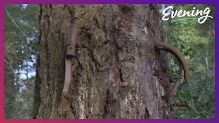 The Vashon Island Bike Tree is growing old and inspiring copycats [upl. by Dewayne969]