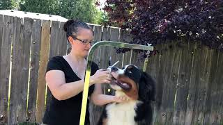 Dog Grooming Trim your Berner Puppy Fro fuzzy ear hair for the first time [upl. by Davidson]