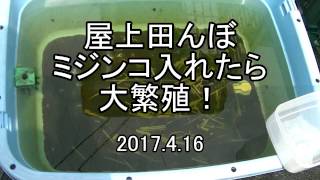 屋上田んぼにミジンコ入れて大繁殖！ [upl. by Rothstein]