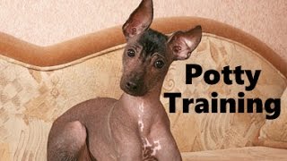 How To Potty Train A Xolo Puppy  Xoloitzcuintli House Training Tips  Housebreaking Xolo Puppies [upl. by Klemm]