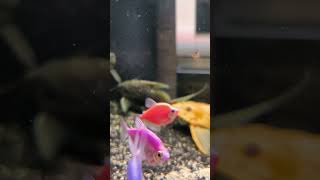 TIPS MEMAKSIMALKAN FILTER CANISTER petfish aquarium glofishtetra freshwaterfish aquascape [upl. by Haleehs]