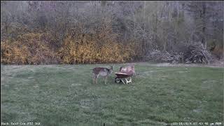 LIVE Deer Cam Virginia [upl. by Aiek]