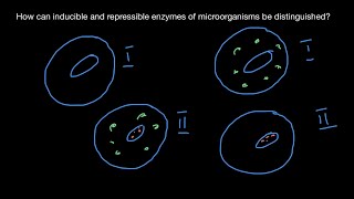 Definition of inducible and repressible enzymes [upl. by Antonius387]