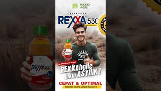 maxxiagri  herbisida REXXA 530SL REXXAholic bikin ASYIIIK limboto gorontalo shorts [upl. by Honebein]