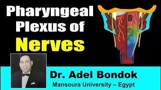 Pharyngeal Plexus Dr Adel Bondok [upl. by Swayder]