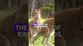 What Australia half of the population is kangarooredditstories intrestingfact facts [upl. by Lalla]